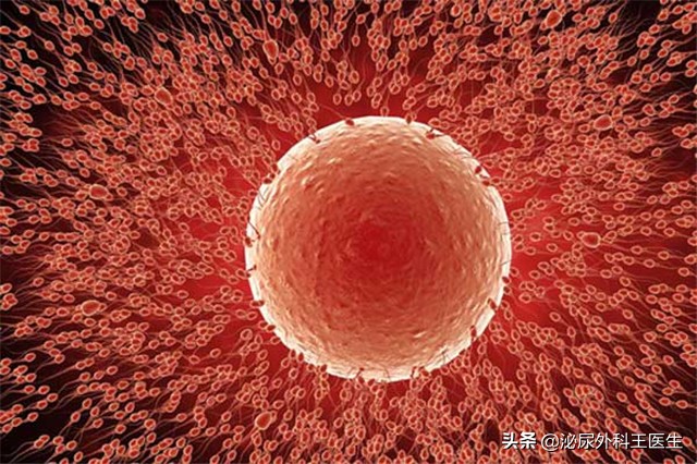 没遇上卵子的精子，最终会去哪里？