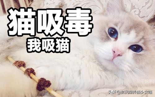 撸猫三招,撸猫三步法