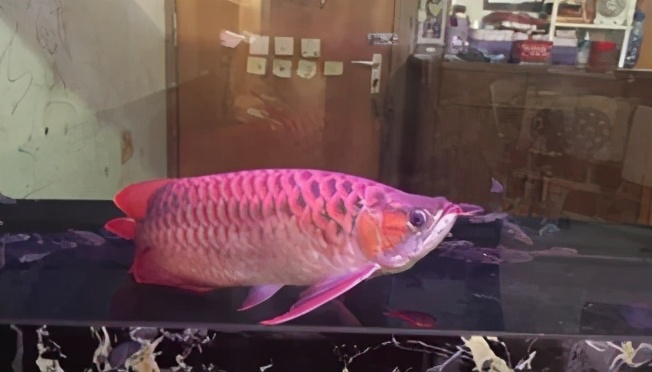 龙鱼疾病治疗视频,龙鱼常见病100种