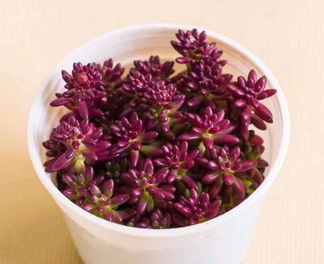 萌新养不养香菱,萌新不敢去肥的地方怎么办