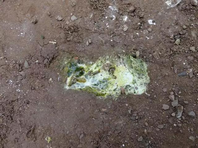 鸭鹅感冒拉白痢用什么药治,鸭鹅拉白痢用什么药