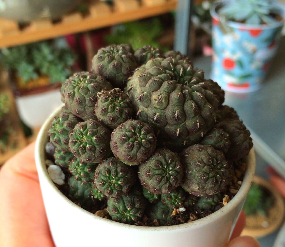 养仙人球运气好吗,仙人球养殖方法和浇水方法图片