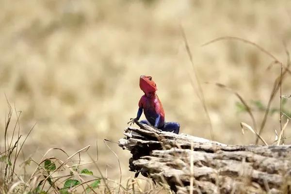 cos蜘蛛侠的姿势可爱,cos蜘蛛侠动画