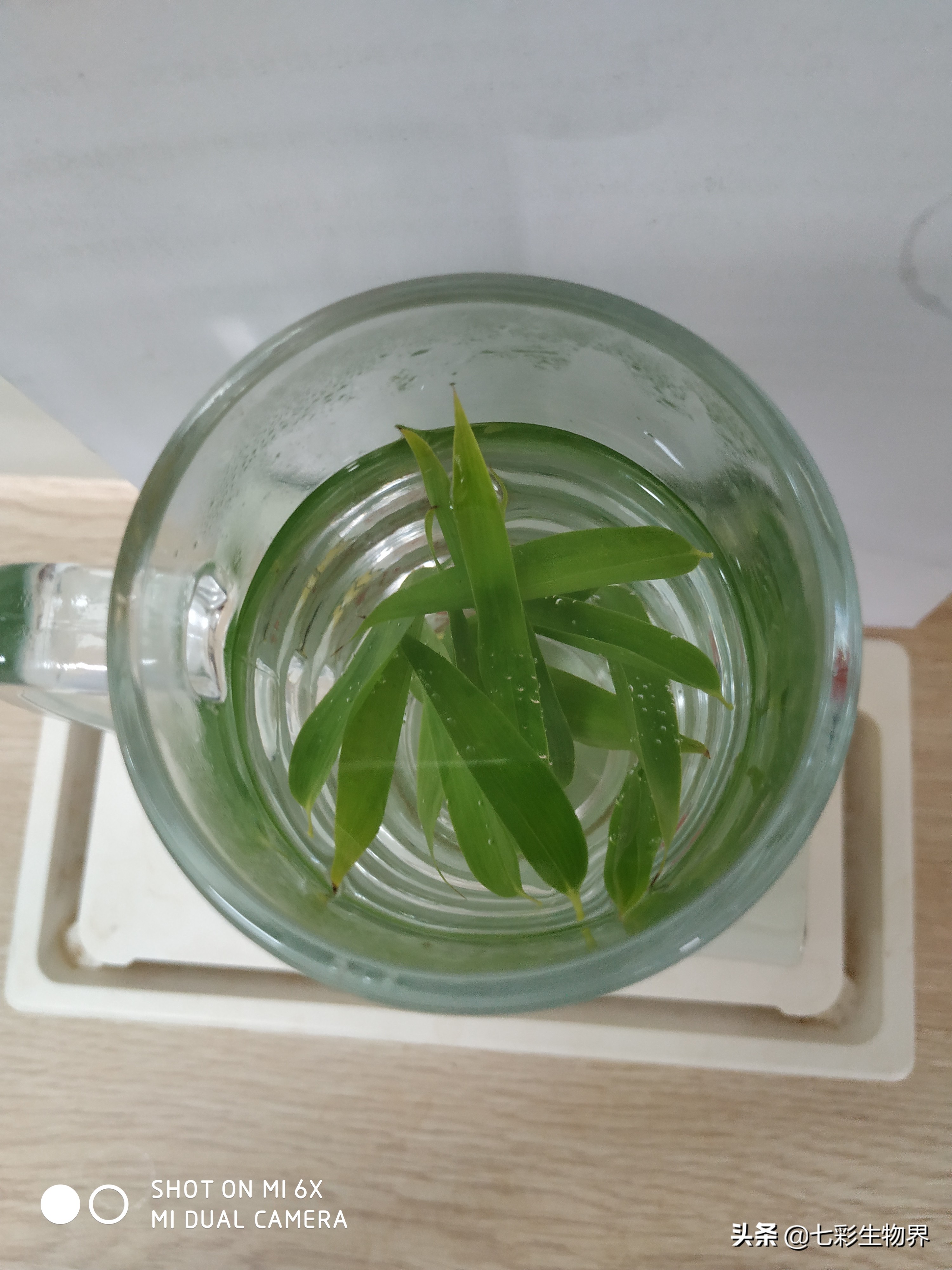 竹叶茶有清热解毒的功效,菊花竹叶茶能去火吗