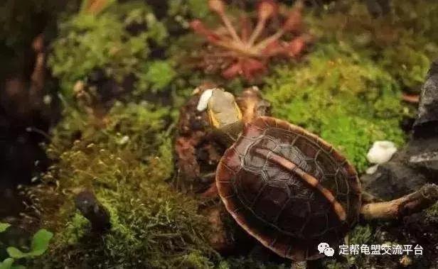 黄缘龟怎么养,黄缘龟吃什么