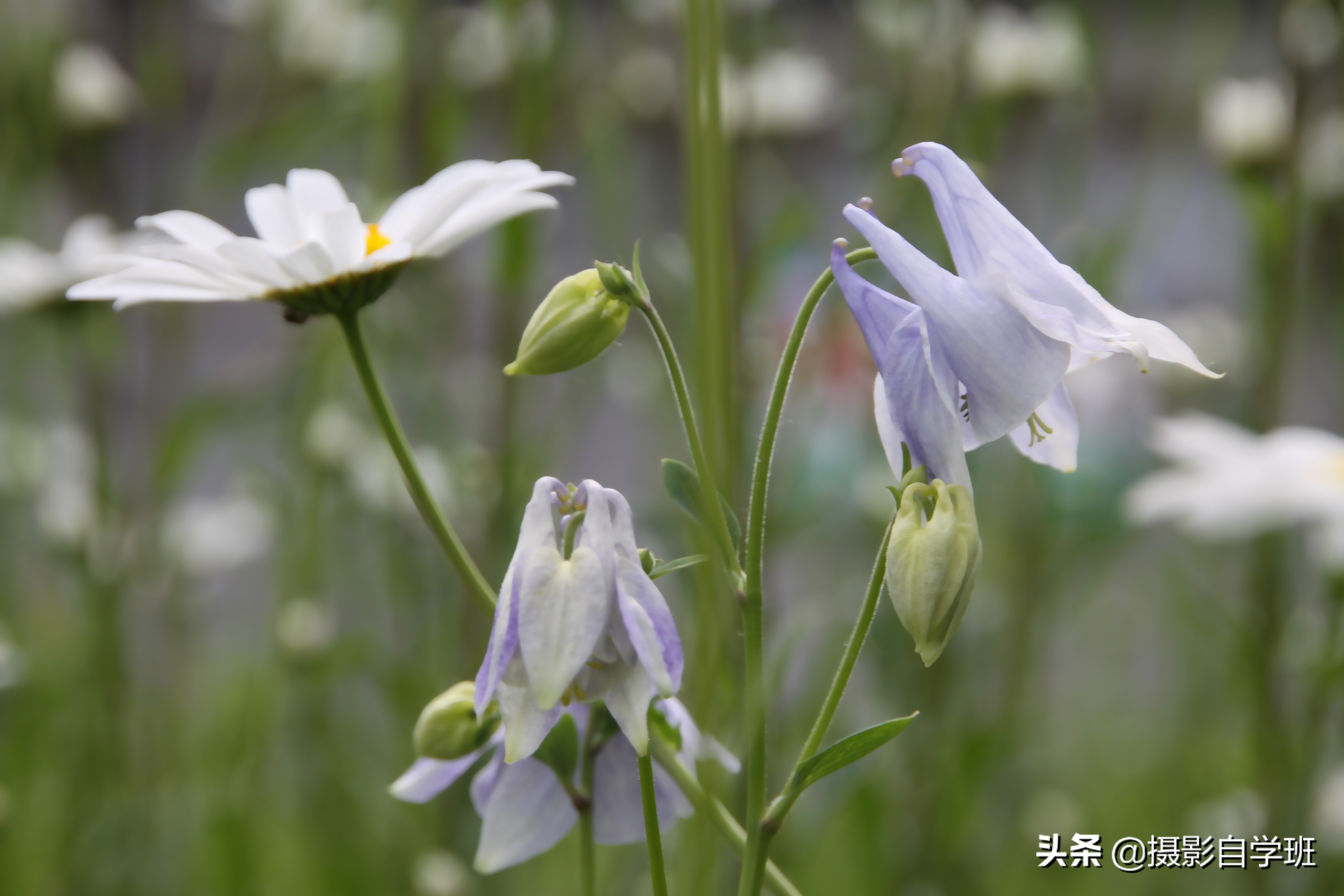 拍花朵的8个摄影技巧,拍花朵摄影技巧与方法图解