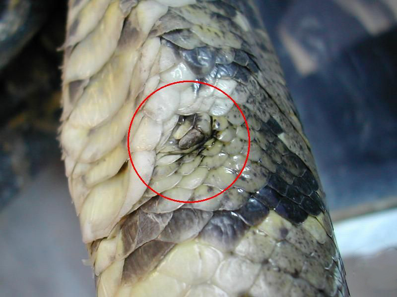 可怕40斤巨蟒藏天花板,吓人巨蟒