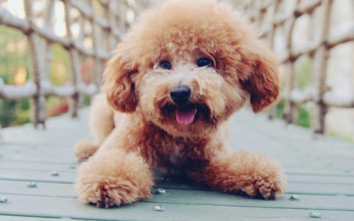 灰色泰迪犬身体长方是不是不纯,泰迪犬纯不纯看哪里毛转不转