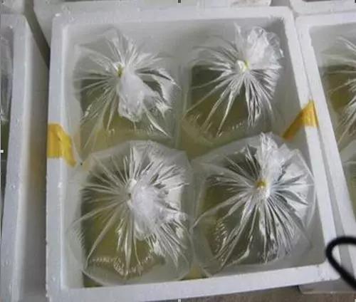 对虾养殖放苗前准备工作,对虾放苗时如何抗应激