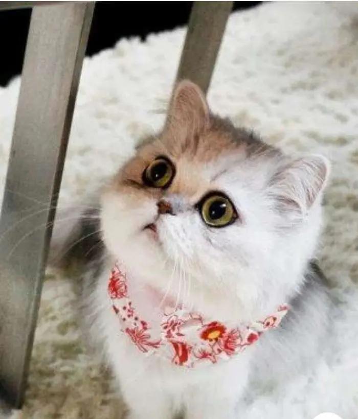 鐜板疄鐨勫彂璐㈡ⅵ,鎵洸鐨勫彂璐㈡ⅵ