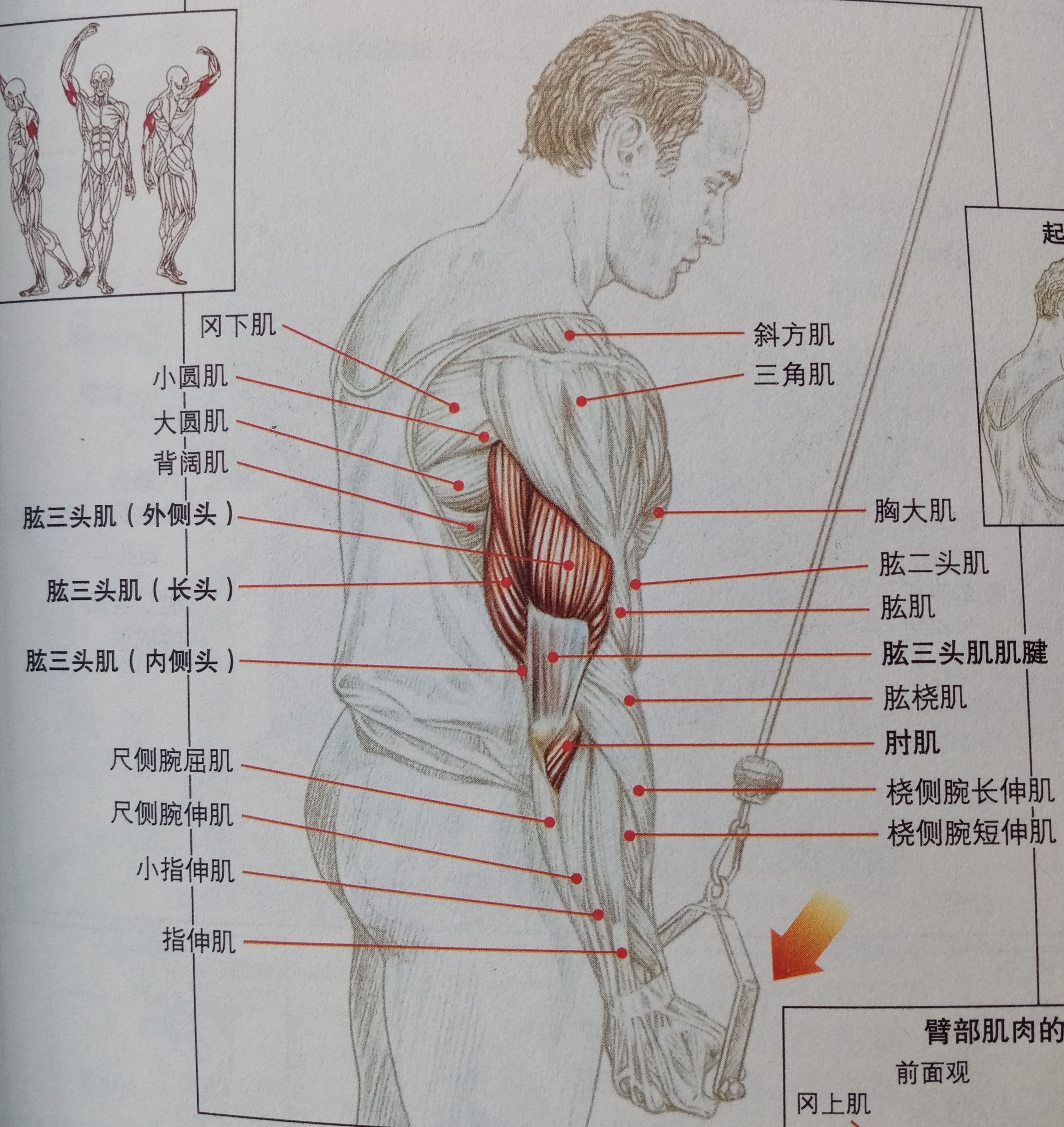 练肱三头肌会使手臂更粗吗,肱三头肌细怎么变粗
