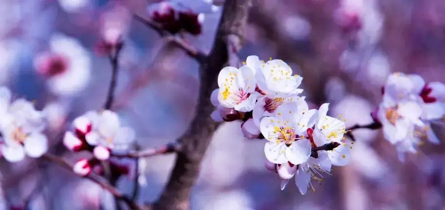 世间最风雅的茶,人生雅趣莫过于诗酒花茶