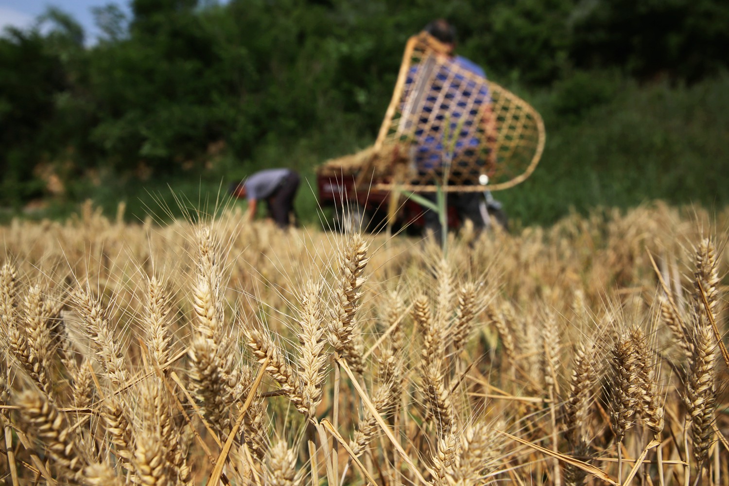 割麦神器大全视频,农民割麦用什么神器