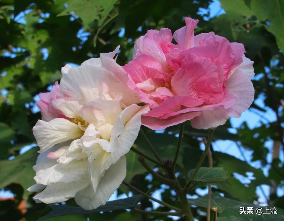 柚子叶洗澡有什么讲究,广州人为什么喜欢用柚子叶洗澡