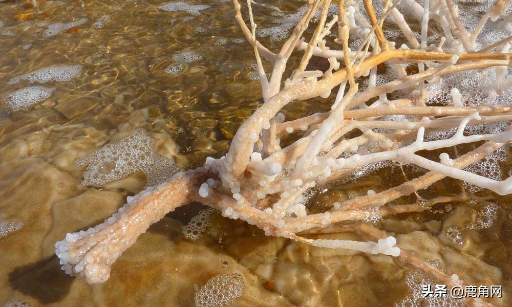 死海为何没有海洋生物,为什么死海会被叫做死海