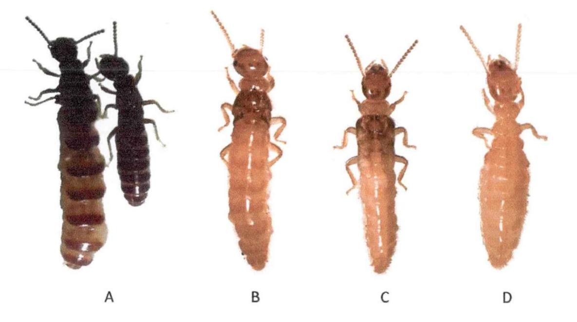 雨后爆发的飞蚁,靠超强繁殖苟了2亿年却沦为“优质蛋白来源”