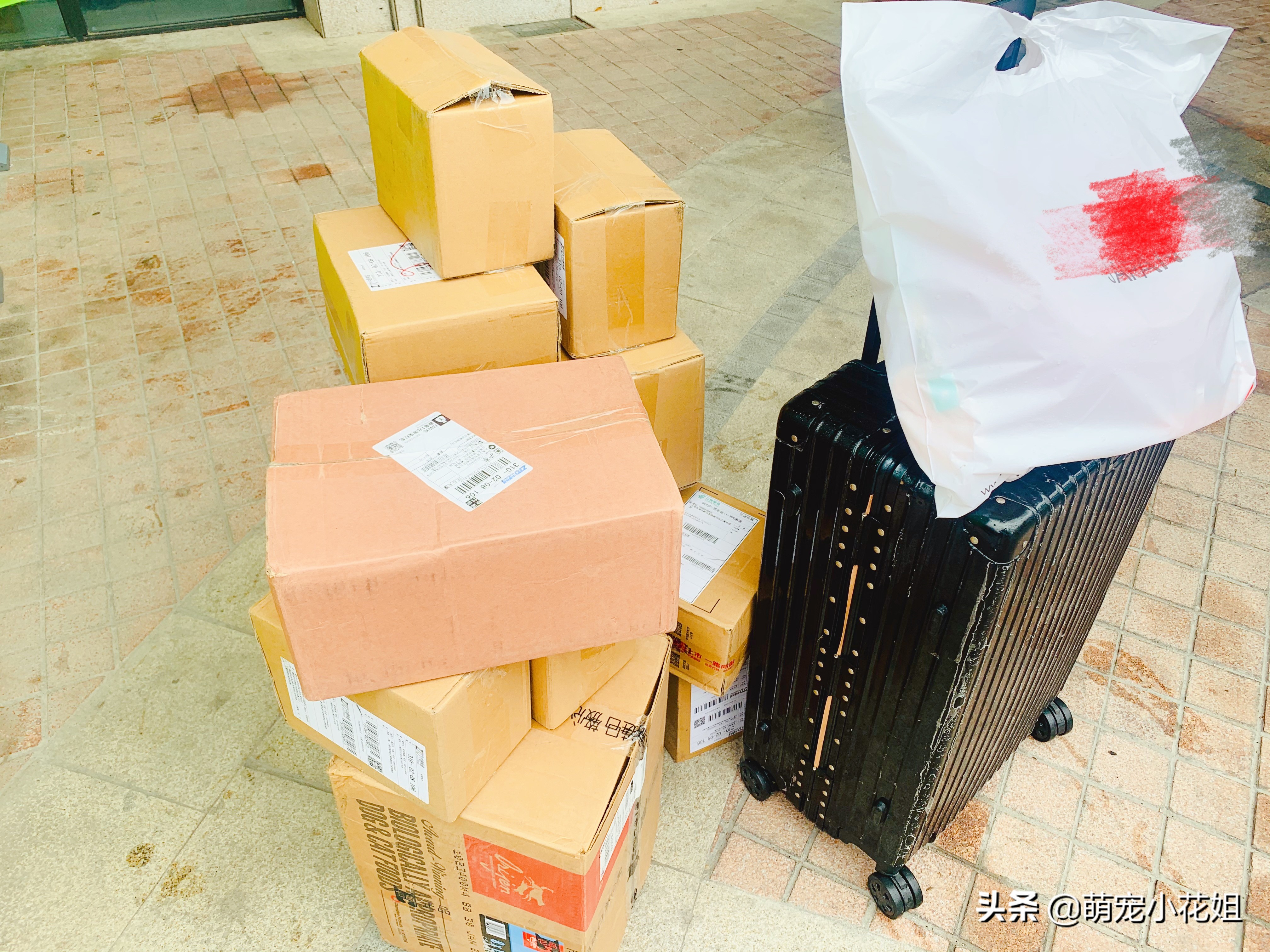 疫情期间猫咪独自在家3天,疫情期间猫咪独自在家怎么解决