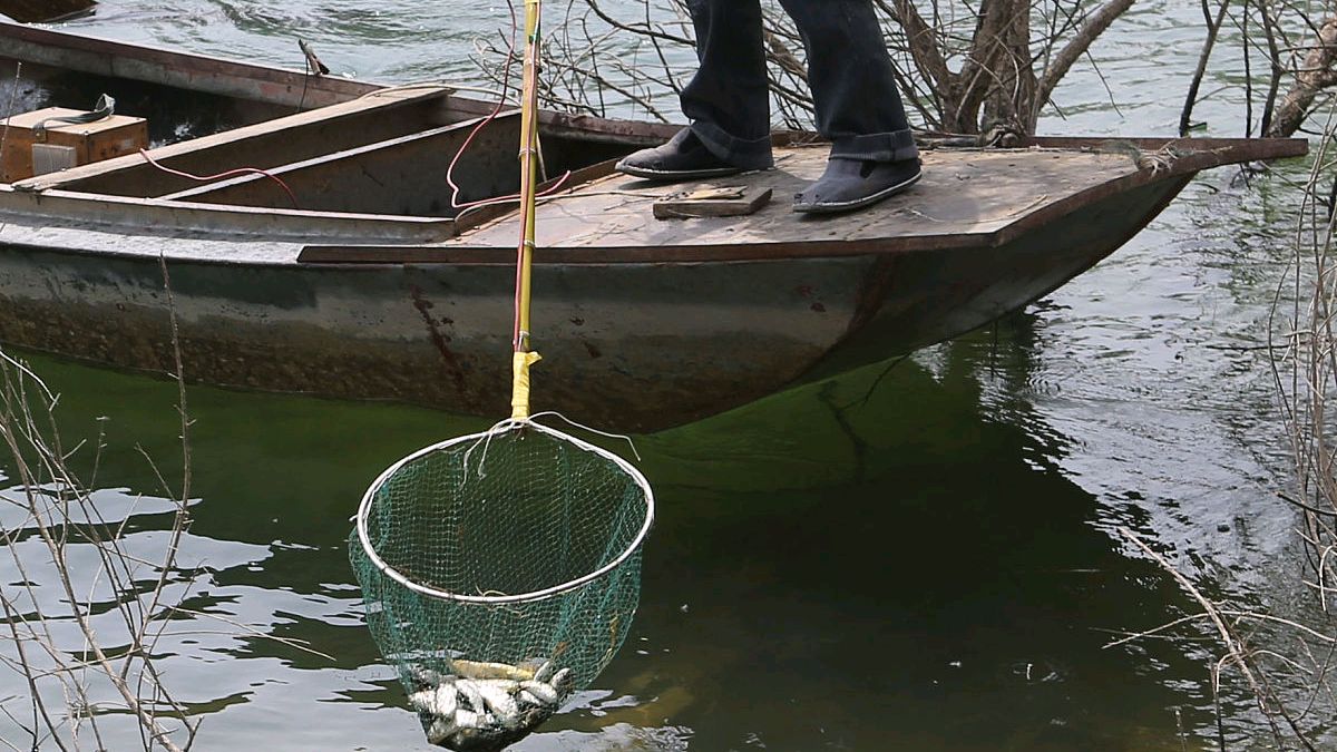 电鱼从什么时候禁止了,电鱼为什么是违法的