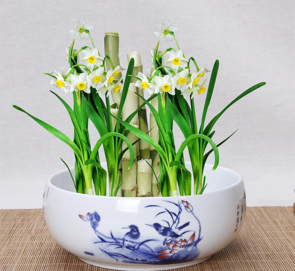 水仙花没开花骨朵干了是怎么回事,水仙花冬天种植什么时候开花骨朵