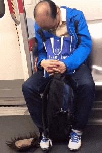 金毛搞笑表情图片伸手,金毛吃醋的搞笑图片