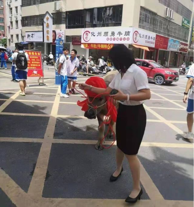 茂名高考送牛,考生家长赠送学校一头牛