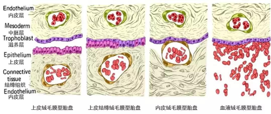 为什么人有大姨妈,人类为什么会有大姨妈