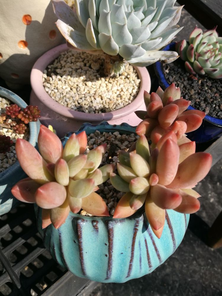 误打误撞的多肉情缘,带我走进多肉小世界!