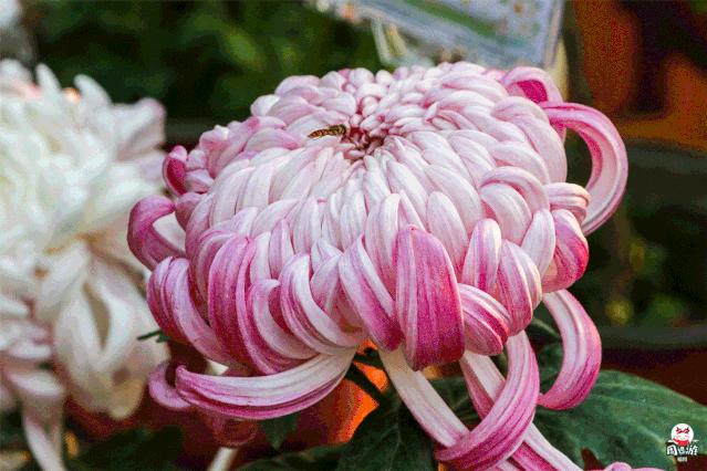 福州菊花展21年还有吗,福州西湖菊花展人山人海