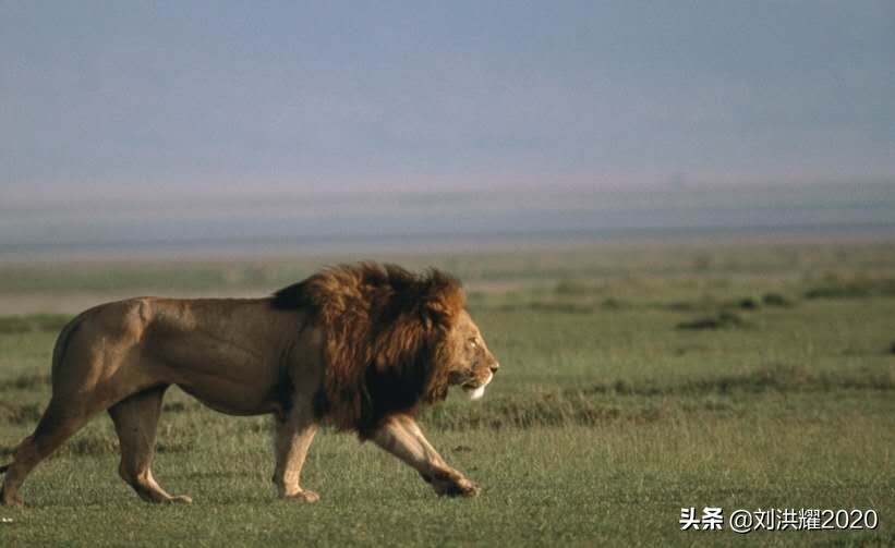 狂野坦桑尼亚：我骑长颈鹿来了！__《东非、北非采访历险记》13