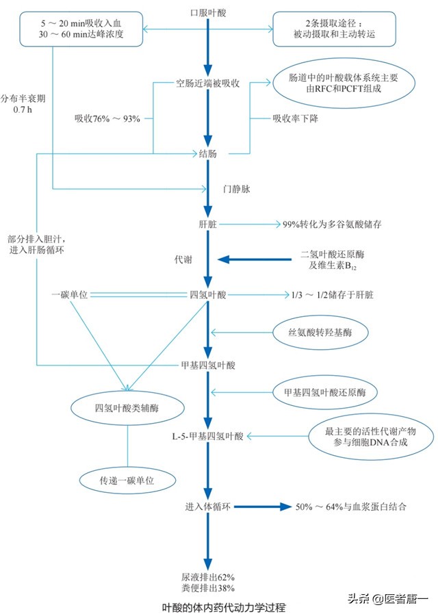 为什么脑梗要吃叶酸,为何美国脑梗减少中国却逐渐增多
