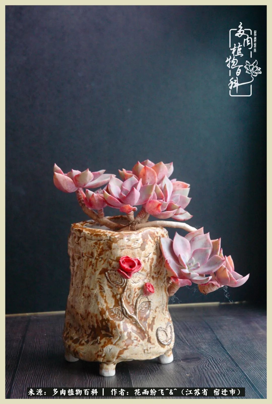 我家老臧：从反对到爱屋及乌的多肉守护人