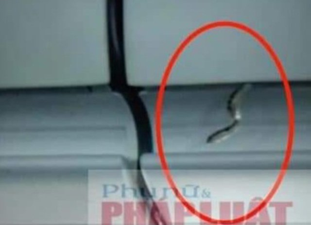 吓人！越南航班准备起飞空姐忽然发现机舱有蛇旅客全下机