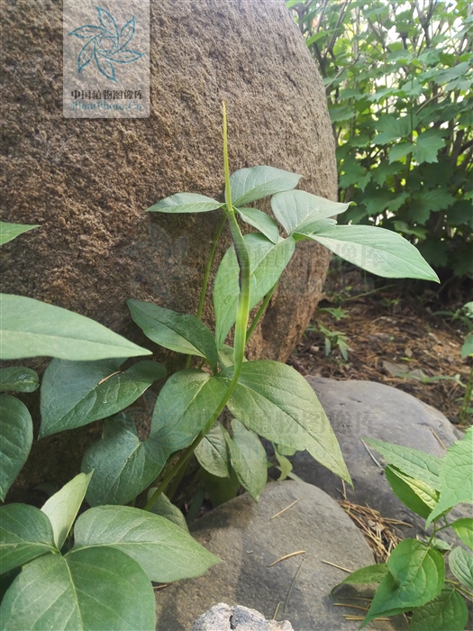 花开半夏许半夏晕倒,花开半夏中半夏结局