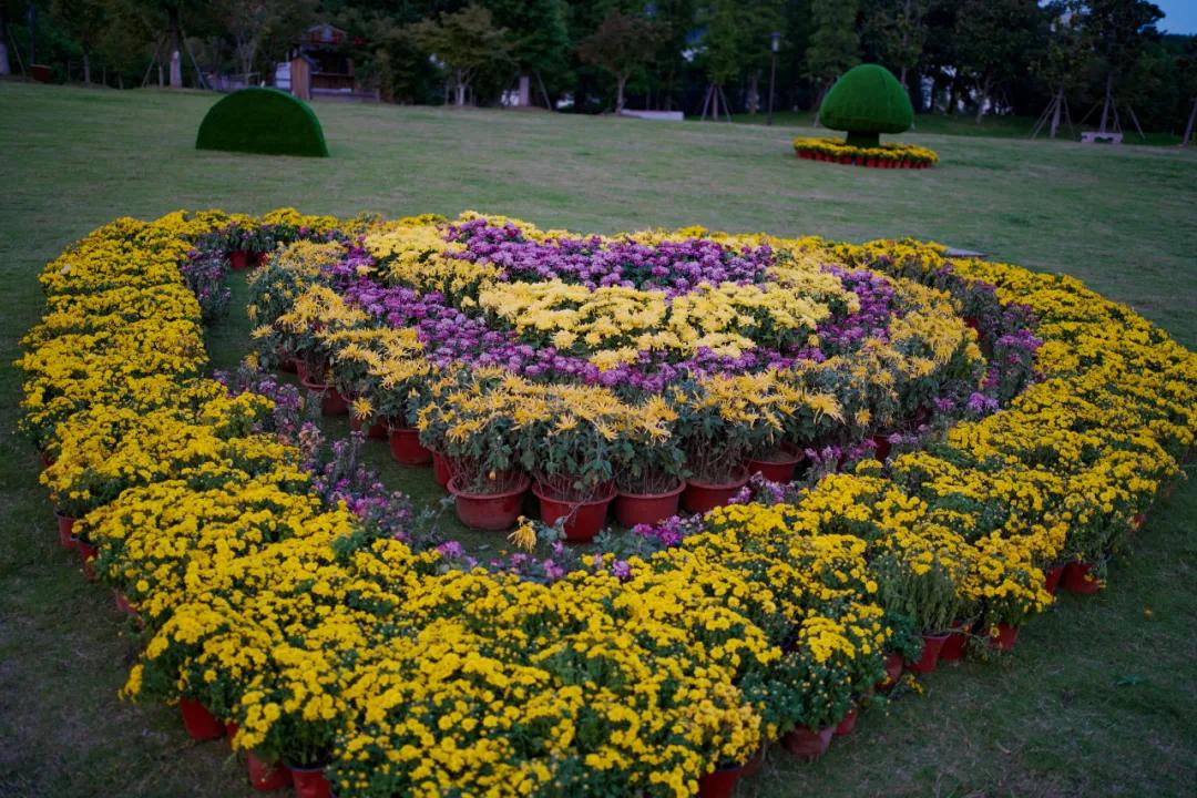藏不住了！国庆苏州这片花海美哭了！大人小孩玩到不想走
