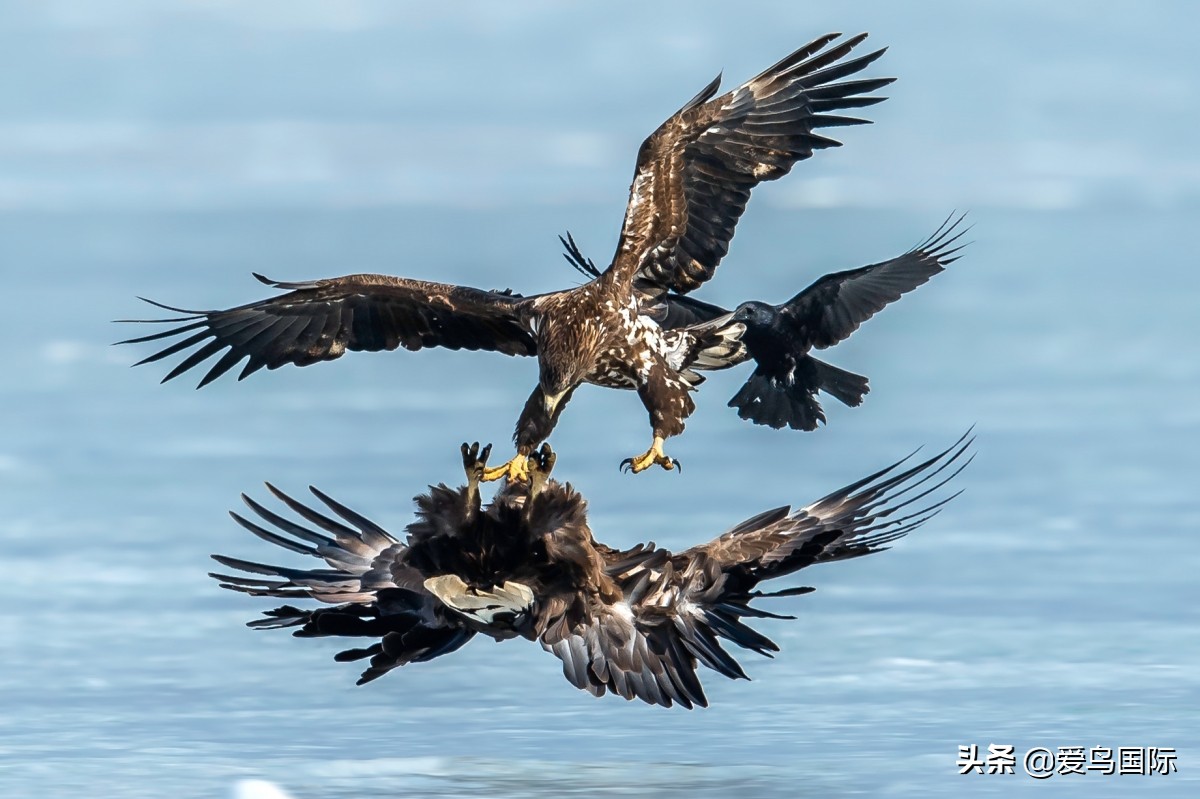 观鸟作品,观鸟优秀作品