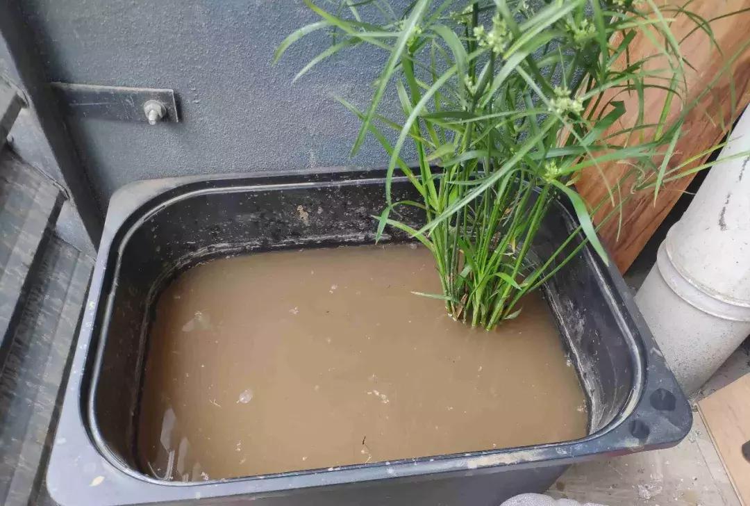 马蹄莲和铜钱草区别,半土半水铜钱草养护分享