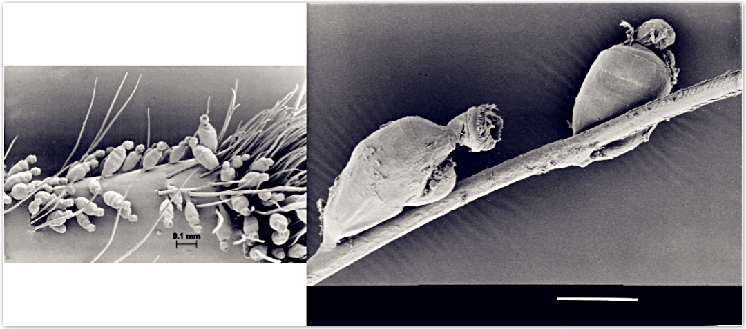 生命的奇迹动物,生命的奇迹有哪些