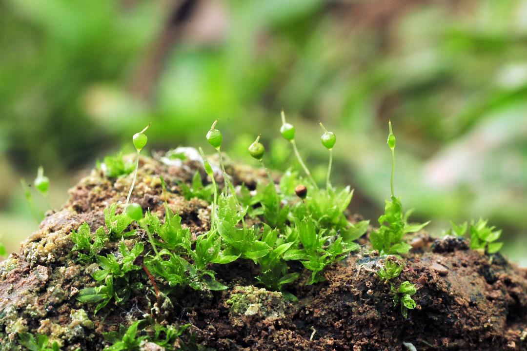 吃毒菇、睡蛇窝，只为挖一堆草，这个重庆博士要做当代神农