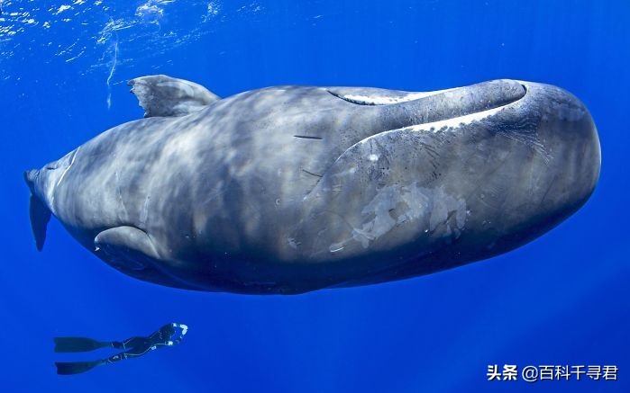 抹香鲸为啥潜水能力最强,抹香鲸的潜水能力为什么那么强