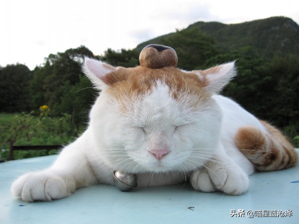 吾皇万岁万万岁,关于喵主子的冷知识,铲屎官们还不进来了解一下