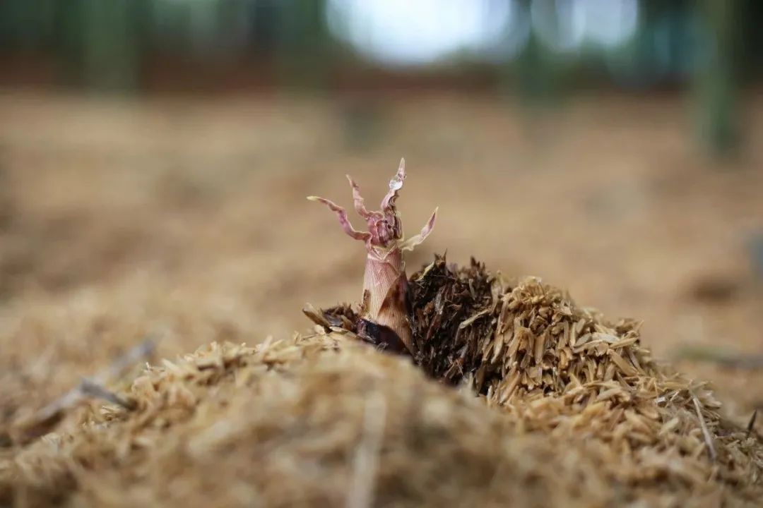 舌尖上的珍味春笋,舌尖上的春笋完整视频