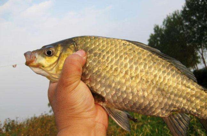 钓鲫鲤鱼用什么饵,钓鲫鲤鱼组合饵
