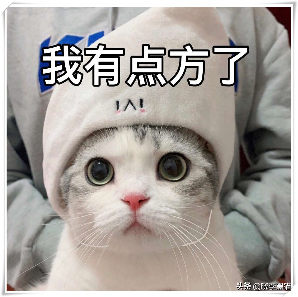 “情商”180，一只“社会”的小猫咪是怎么样炼成的？今天来教你