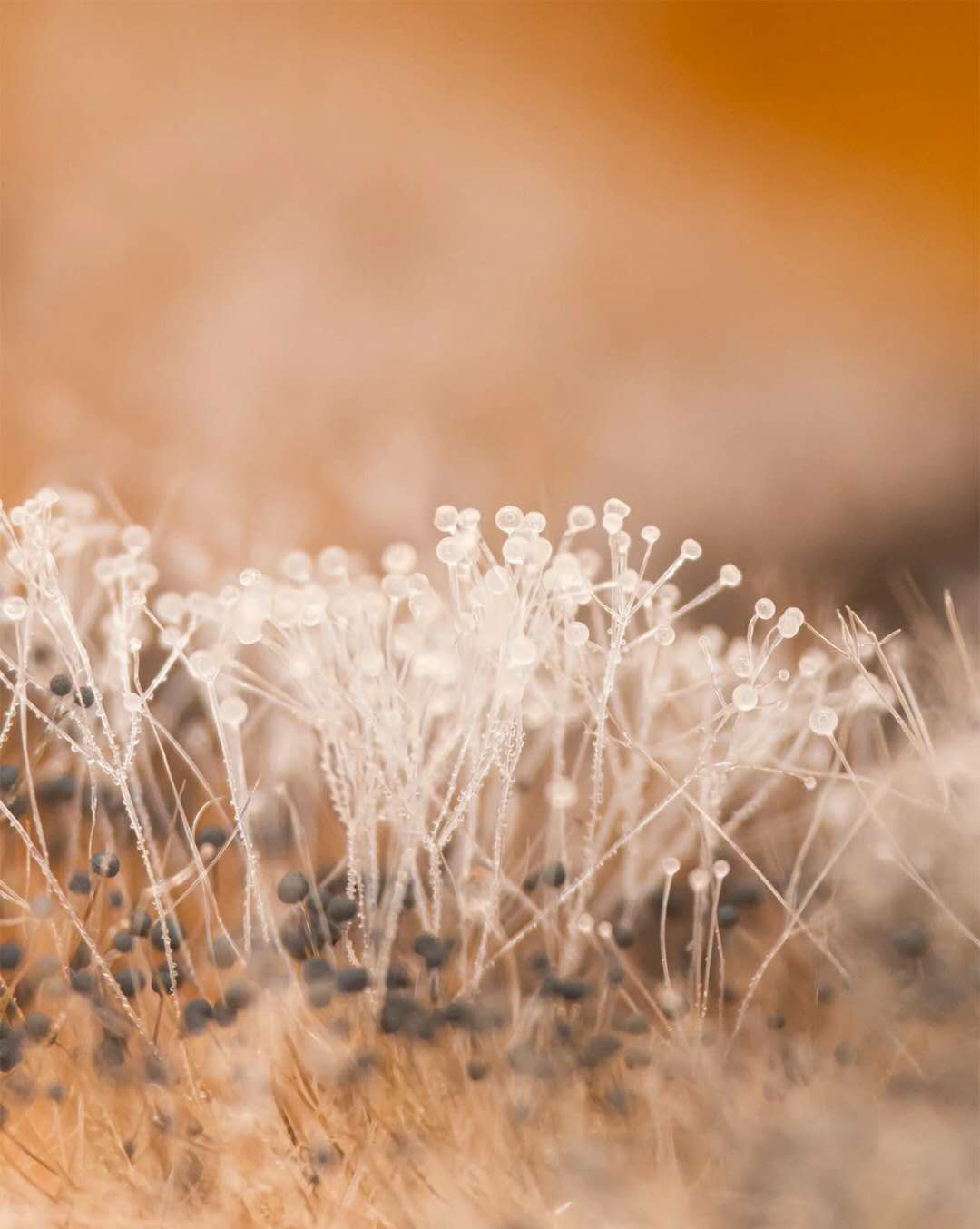 微观世界大自然,微观世界的神奇视频