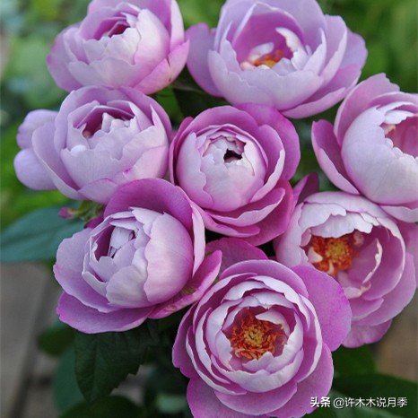 月季花苞突然垂头打蔫施肥过多,月季花苞突然垂头打蔫叶片发黄