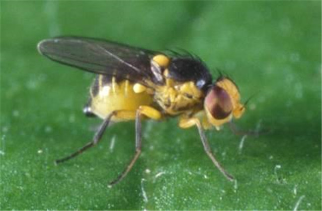 西瓜虫害及防治,西瓜虫害与防治