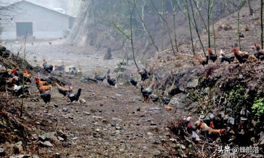 自家田地可以养殖鸡吗,把家鸡放到荒野能否变成野鸡