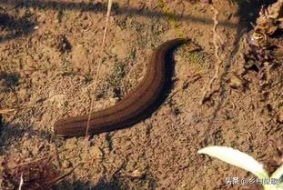 为什么蚂蟥被人们称为水中软黄金,农村里的蚂蝗长啥样