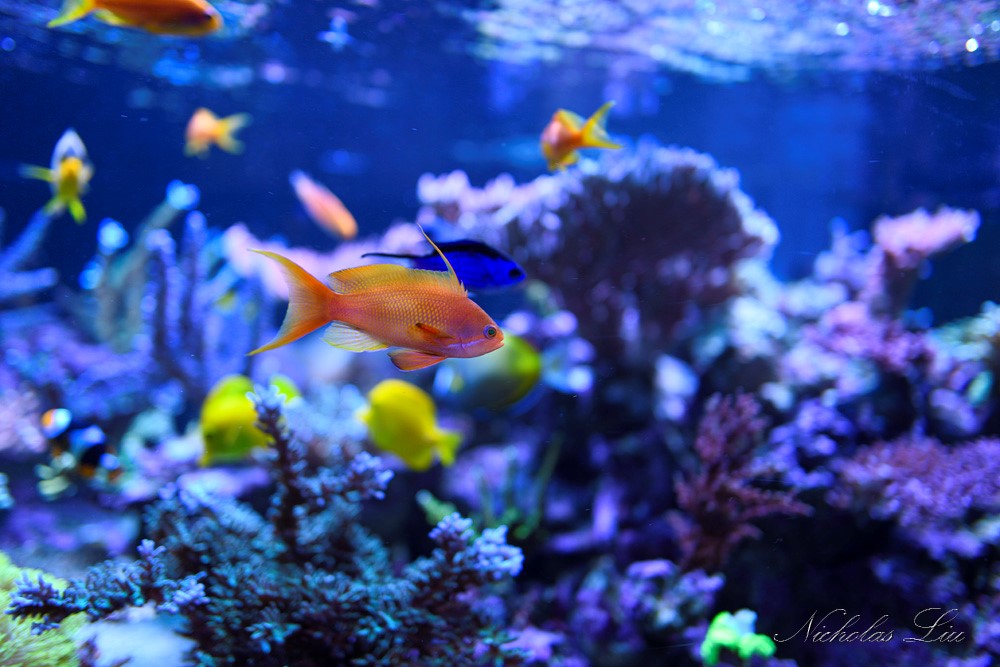 经典海水礁岩生态缸分享，180×120×60厘米三面观赏海缸