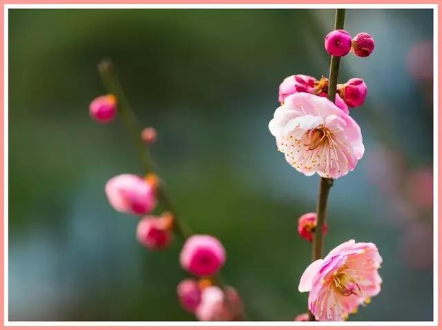 魔都四月赏花,魔都春季赏花好地方